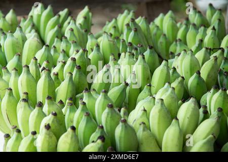 Namwa-Bananen sind eine Art Banane. Entwickelt aus einer Mischung aus  wilden Bananen und Tani-Bananen. Weit gefressen, leicht anzubauen, guter  Geschmack Stockfotografie - Alamy