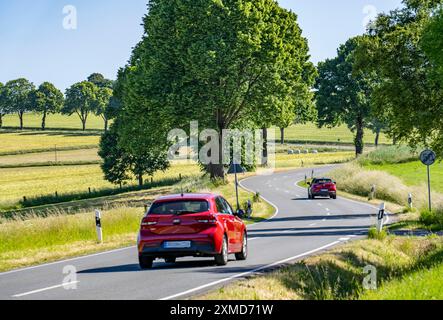 Landstraße zwischen Warstein und Hirschberg im Sauerland, teils baumgesäumt, alleenartig, Nordrhein-Westfalen, Deutschland Stockfoto