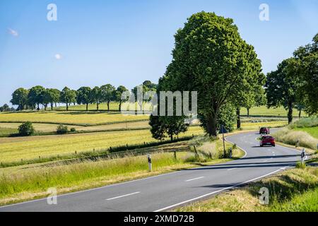 Landstraße zwischen Warstein und Hirschberg im Sauerland, teils baumgesäumt, alleenartig, Nordrhein-Westfalen, Deutschland Stockfoto