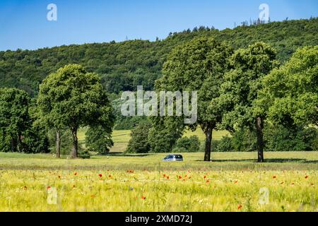 Landstraße zwischen Warstein und Hirschberg im Sauerland, teils baumgesäumt, alleenartig, Nordrhein-Westfalen, Deutschland Stockfoto