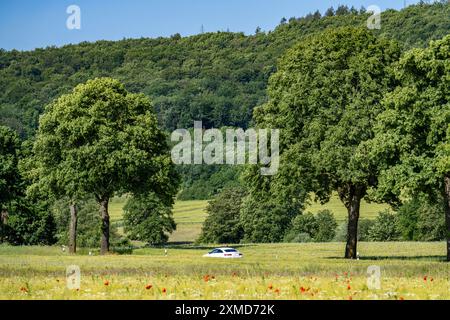 Landstraße zwischen Warstein und Hirschberg im Sauerland, teils baumgesäumt, alleenartig, Nordrhein-Westfalen, Deutschland Stockfoto