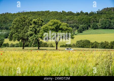 Landstraße zwischen Warstein und Hirschberg im Sauerland, teils baumgesäumt, alleenartig, Nordrhein-Westfalen, Deutschland Stockfoto