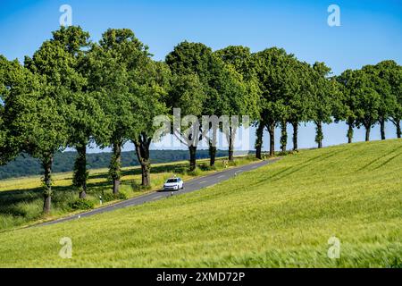 Landstraße zwischen Warstein und Hirschberg im Sauerland, teils baumgesäumt, alleenartig, Nordrhein-Westfalen, Deutschland Stockfoto