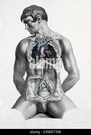 Dissektion des Rumpfes eines sitzenden weißen Mannes mit großen Blutgefäßen. Farblithographie von J. Maclise, 1851. Stockfoto