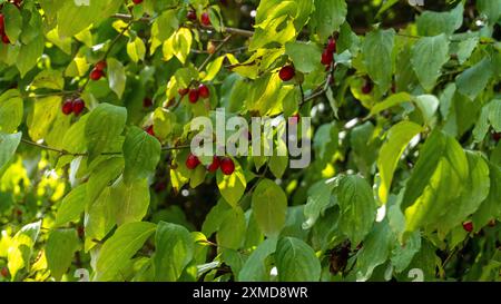 Bio-Preiselbeerfrucht (Kornelkirsche, Hartholz), die auf einem Baumzweig in der Natur zu finden ist Stockfoto