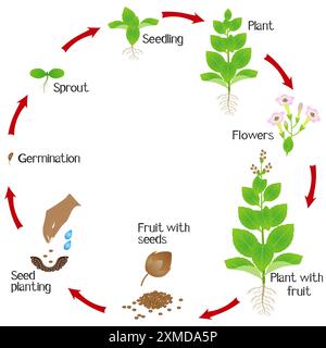 Zyklus eines auf weißem Hintergrund isolierten Tabakpflanzenwachstums. Stock Vektor