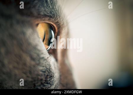 Äußerste Nahaufnahme, Seitenansicht eines grünen Auges einer grauen Katze Stockfoto