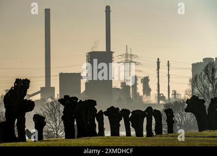 Beschnittene bestäubte Weiden auf den Rheinwiesen in Duisburg-Friemersheim, Kokerei, Huettenwerke Krupp Mannesmann, HKM, Rhein, Duisburg, Deutschland Stockfoto
