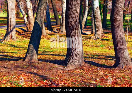 Wald mit Bäumen im Hintergrund und einem Pfad im Vordergrund im Herbst. Ruhiger Park umgeben von üppigen grünen Bäumen und gefallenen Blättern Stockfoto