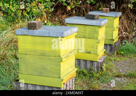 Modellgärten im Grugapark, Haus der Bienen, Bienenstöcke Gartenbau verschiedener Gartenstile Essen, Nordrhein-Westfalen, Deutschland Stockfoto