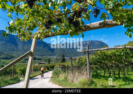 Radweg durch die Weinbaugebiete Südtirols, bei Kaltern an der Weinstraße, kurz vor der Traubenlese, Blick auf die Weinstraße Stockfoto