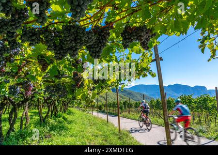 Radweg durch die Weinbaugebiete Südtirols, bei Kaltern an der Weinstraße, kurz vor der Traubenernte, Südtirol Stockfoto