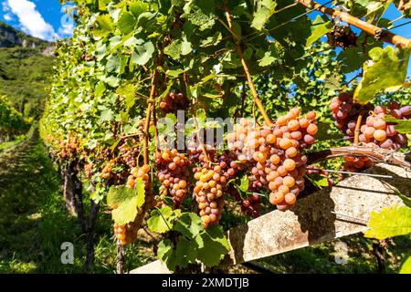 Weinbau, im Etschtal, in der Nähe des Dorfes Tramin an der Weinstraße, Blick von den Weinbergen auf das Dorf, Südtirol, große Flächen von Stockfoto