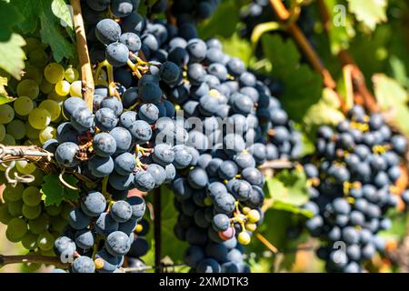 Weinbau, im Etschtal, in der Nähe des Dorfes Kaltern an der Weinstraße, Rotweinreben, Südtirol, Italien Stockfoto