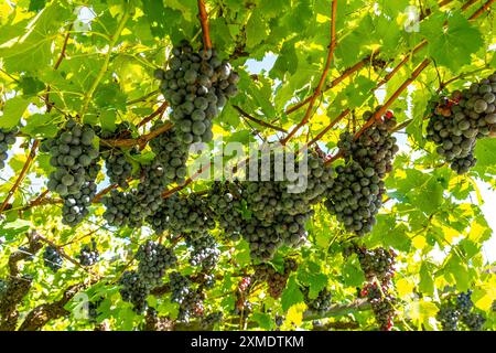 Weinbau, im Etschtal, in der Nähe des Dorfes Kaltern an der Weinstraße, Rotweinreben, Südtirol, Italien Stockfoto