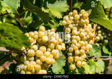 Weinbau, im Etschtal, in der Nähe des Dorfes Kaltern an der Weinstraße, Weißweinreben, Südtirol, Italien Stockfoto