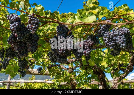 Weinbau, im Etschtal, in der Nähe des Dorfes Kaltern an der Weinstraße, Rotweinreben, Südtirol, Italien Stockfoto