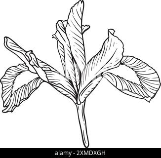 Rosidy Local Lineart 12 Stock Vektor
