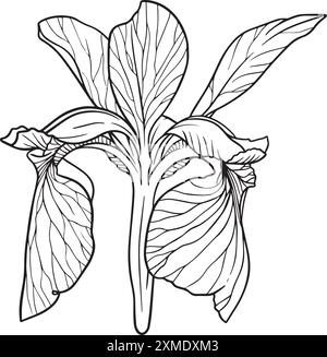 Rosidy Detailed Floral Lineart 8 Stock Vektor