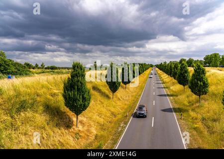 Dorstfelder Allee in Dortmund, 2013 komplett neue Straße, ehemaliges Ackerland, im Stadtteil Dorstfeld, toskanische Baumallee mit 92 neuen Stockfoto