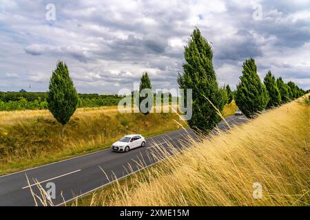 Dorstfelder Allee in Dortmund, 2013 komplett neue Straße, ehemaliges Ackerland, im Stadtteil Dorstfeld, toskanische Baumallee mit 92 neuen Stockfoto