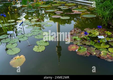 Westfalenpark, mit 70 Hektar, einer der größten innerstädtischen Parks Europas, Wasserkraftbecken, Florianturm, 219 Meter hohe Fernsehen und Fernsehen Stockfoto
