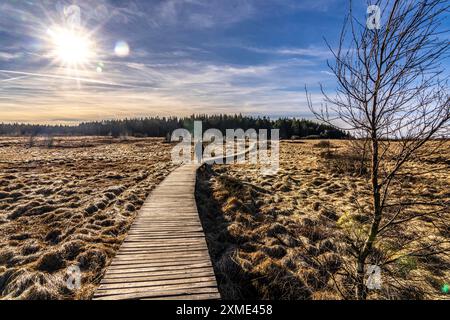 Wanderweg auf Holzstegen durch das Hochmoor, in der Eifel und Ardennen, Naturpark Hohes Venn-Eifel, nordöstlich von Stockfoto