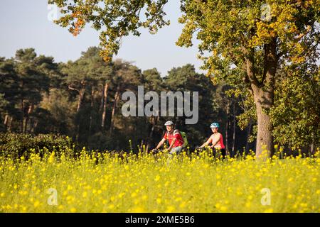 Radfahrer, Radtour im Naturschutzgebiet Dingdener Heide, Heide- und Moorlandschaft nördlich des Dorfes Dingden, Teil von Hamminkeln Stockfoto