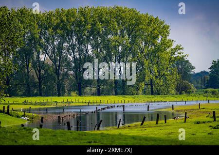 Bislicher Insel, Naturschutzgebiet am Niederrhein bei Xanten, gebildet aus alten Rheinarmen, Kies- und Steinbruchteichen, großer Artenvielfalt und Stockfoto