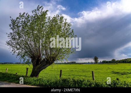 Bislicher Insel, Naturschutzgebiet am Niederrhein bei Xanten, gebildet aus alten Rheinarmen, Kies- und Steinbruchteichen, großer Artenvielfalt und Stockfoto