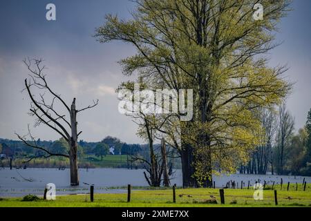 Bislicher Insel, Naturschutzgebiet am Niederrhein bei Xanten, gebildet aus alten Rheinarmen, Kies- und Steinbruchteichen, großer Artenvielfalt und Stockfoto