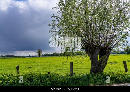 Bislicher Insel, Naturschutzgebiet am Niederrhein bei Xanten, gebildet aus alten Rheinarmen, Kies- und Steinbruchteichen, großer Artenvielfalt und Stockfoto