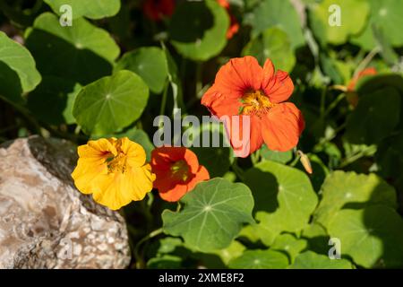 Leuchtend gelbe und orange Kapuzinerkresse blühen in einem Garten, umgeben von üppig grünen Blättern und Natursteinen. Die lebendigen Blumen verleihen der Szene einen fröhlichen Touch. Stockfoto