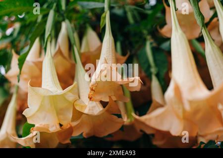 Goldene Engeltrompete, Brugmansia aurea. Hochwertige Fotos Stockfoto