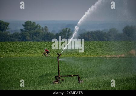 Ein Feld mit Zwiebeln wird künstlich bewässert, Wasser wird über eine Sprinkleranlage auf das Feld gesprüht, Nordrhein-Westfalen Stockfoto
