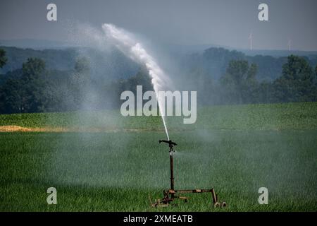 Ein Feld mit Zwiebeln wird künstlich bewässert, Wasser wird über eine Sprinkleranlage auf das Feld gesprüht, Nordrhein-Westfalen Stockfoto