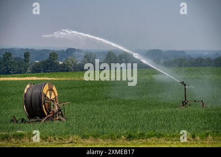 Ein Feld mit Zwiebeln wird künstlich bewässert, Wasser wird über eine Sprinkleranlage auf das Feld gesprüht, Nordrhein-Westfalen Stockfoto