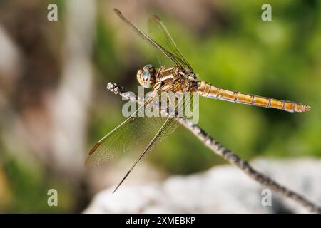 Libelle Orthetrum albistylum thront auf einem Zweig der Vegetation im Wald des Naturparks Sierra de Mariola, Alcoy, Spanien Stockfoto