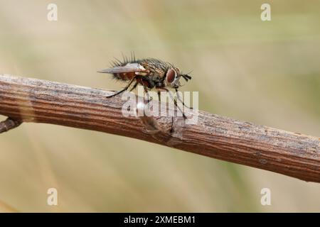 Stallfliege oder Beißfliege (Stomoxys calcitrans), die auf einem Zweig im Naturpark Sierra de Mariola in Alcoy, Spanien, thront Stockfoto