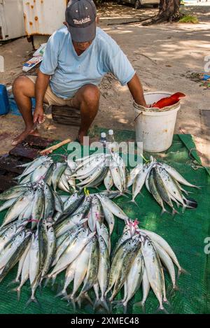 Lokaler Fischmarkt, Praslin, Republik Seychellen, Indischer Ozean Stockfoto