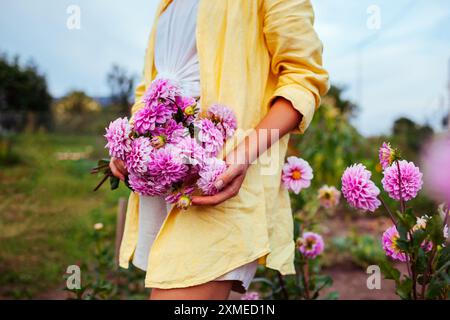 Gärtnerin mit einem Strauß rosa Dahlienblüten. Der Landwirt pflückte frische Blumen im Sommergarten. Blume schneiden Stockfoto