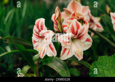 Makronaht von wunderschönem hellrotem mit weißen Streifen Hippeastrum vittatum. Hochwertige Fotos Stockfoto