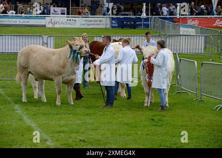 Cattle in the Show Ring bei der Royal Welsh Show, Builth Wells, Juli 2024 Stockfoto