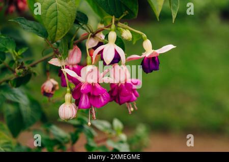 Fuchsia – Dark Eyes, eine beliebte Variante. Hochwertige Fotos Stockfoto