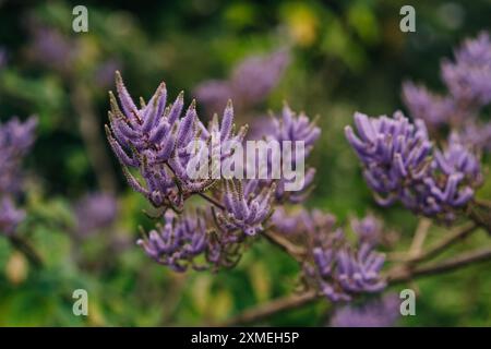 Schließen Sie die chinesische astilbe Rubra. Hochwertige Fotos Stockfoto