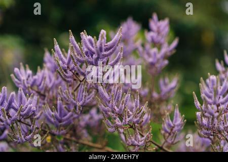 Schließen Sie die chinesische astilbe Rubra. Hochwertige Fotos Stockfoto
