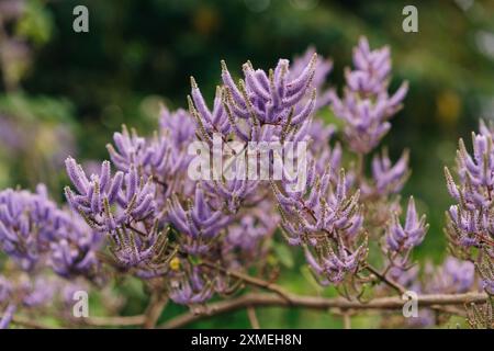 Schließen Sie die chinesische astilbe Rubra. Hochwertige Fotos Stockfoto
