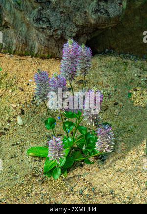 Ptilotus exaltatus oder pinkfarbene mulla-mulla-Blüten Stockfoto