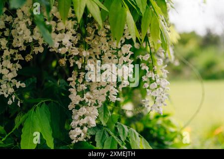 Wisteria floribunda, Alba oder White Delight, Wisteria ist eine Gattung blühender Pflanzen. Hochwertige Fotos Stockfoto