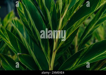 Shell Ingwerblume - alpinia zerumbet im Park, madeira. Hochwertige Fotos Stockfoto